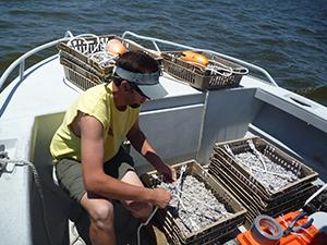 oyster restoration